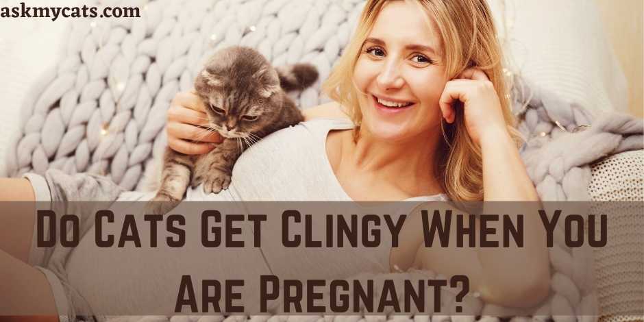 Clingy cat hot sale during pregnancy