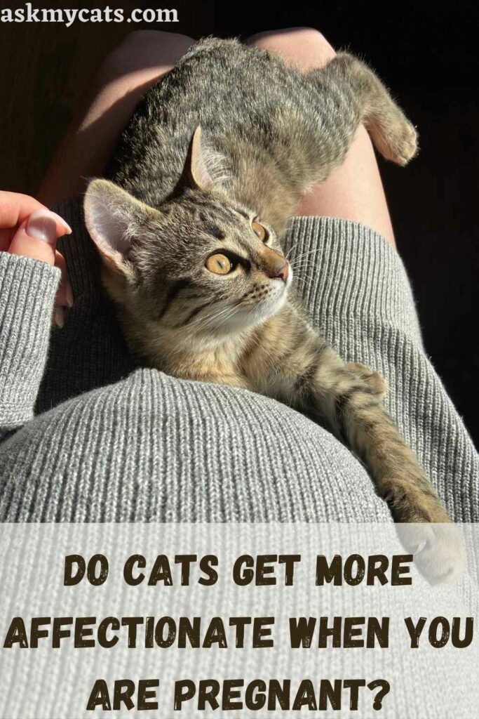 Are cats more deals affectionate when pregnant