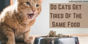 Do Cats Get Tired Of The Same Food? Can Cats Eat The Same Food Everyday?