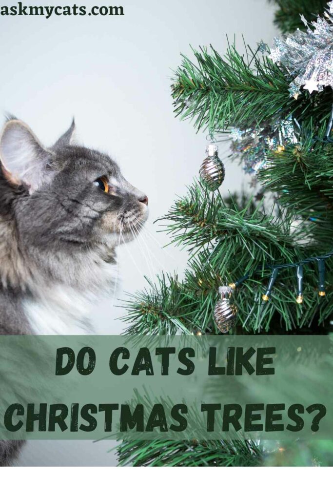 Do Cats Like Christmas Trees?