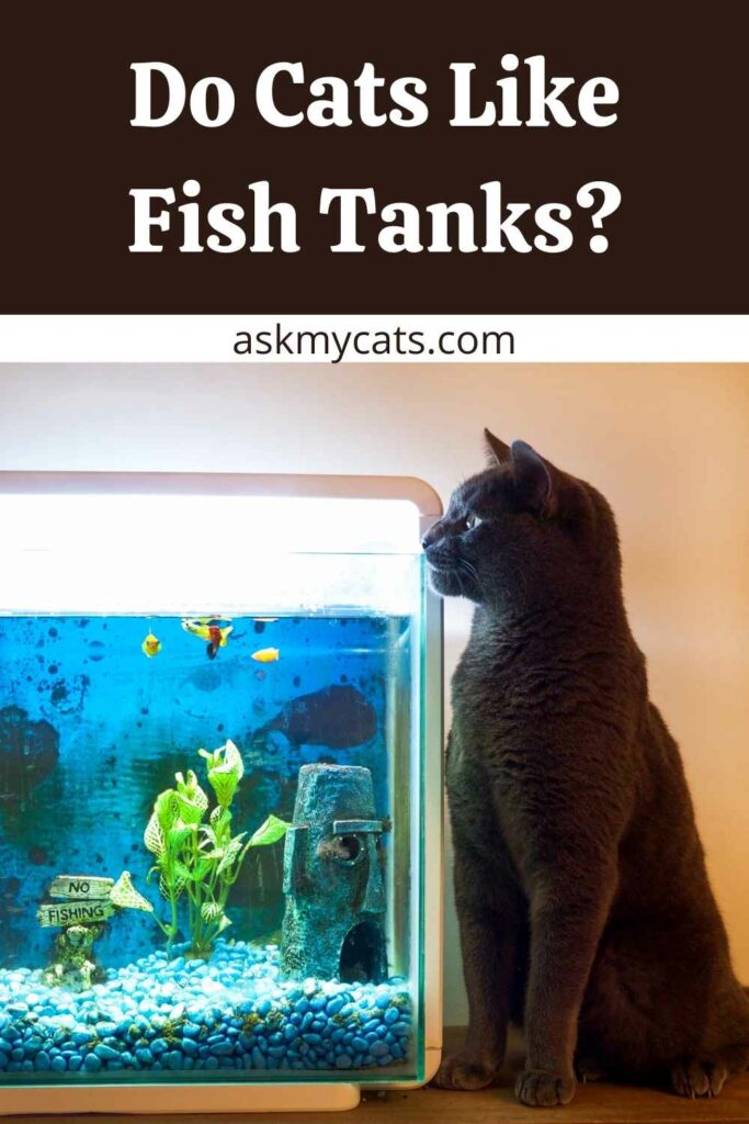 Do Cats Like Fish Tanks?