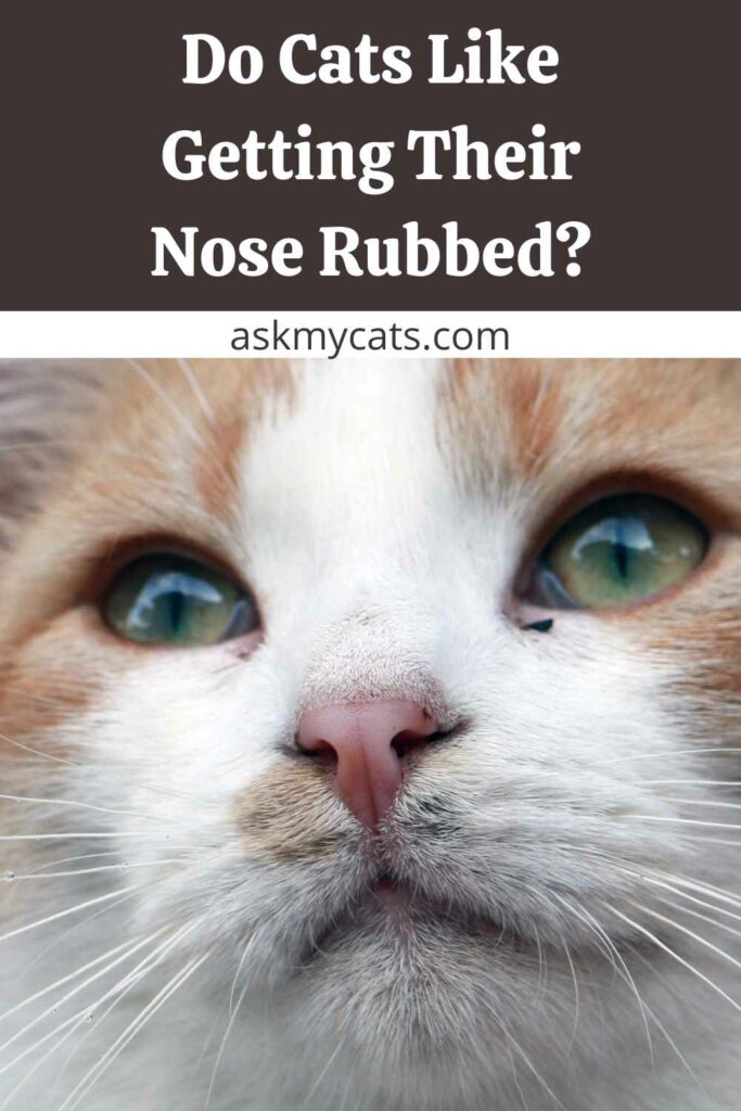 Do Cats Like Getting Their Nose Rubbed?