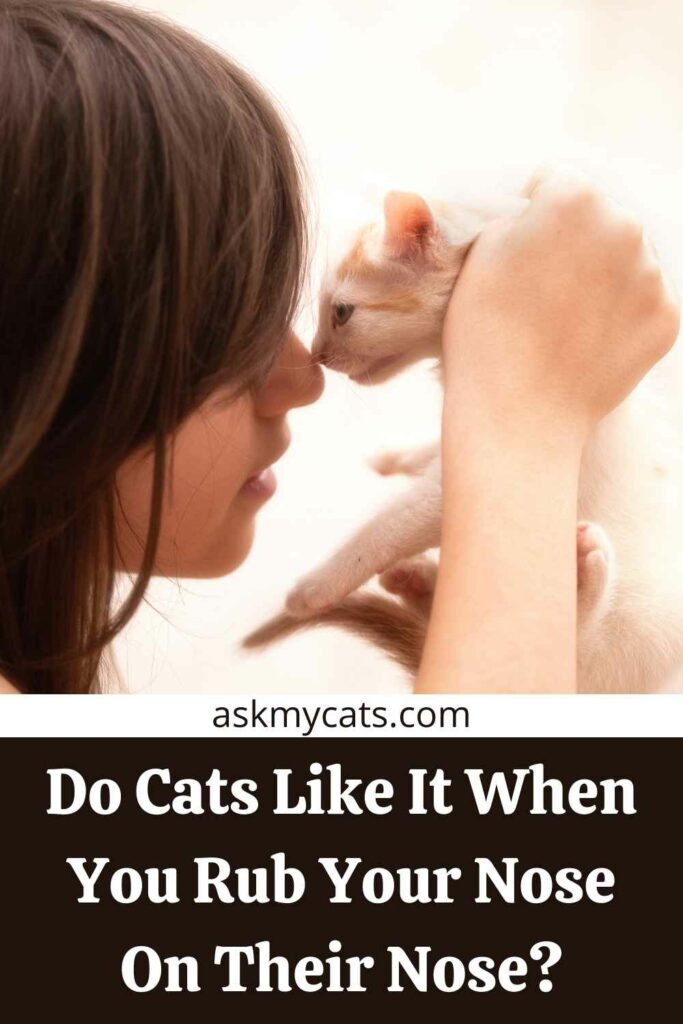 Do Cats Like It When You Rub Your Nose On Their Nose?