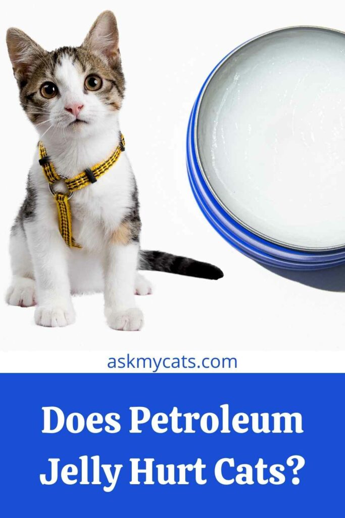 Does Petroleum Jelly Hurt Cats?