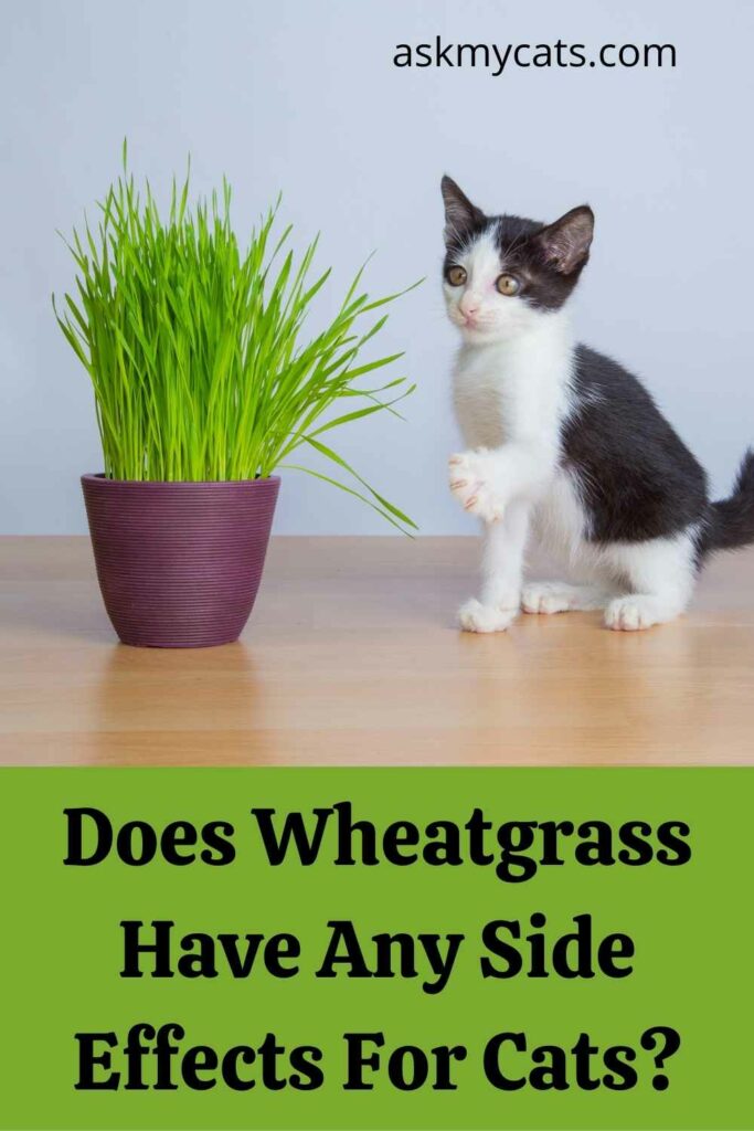 can cats eat too much wheatgrass