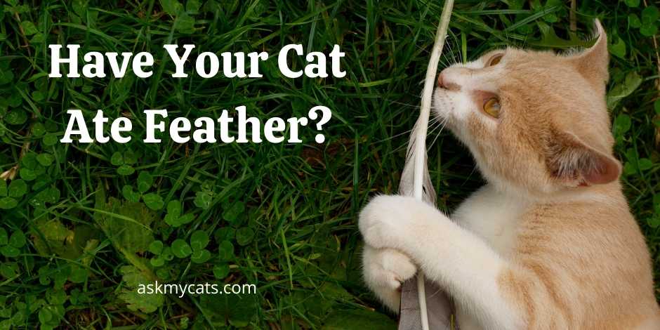 Have Your Cat Ate Feather