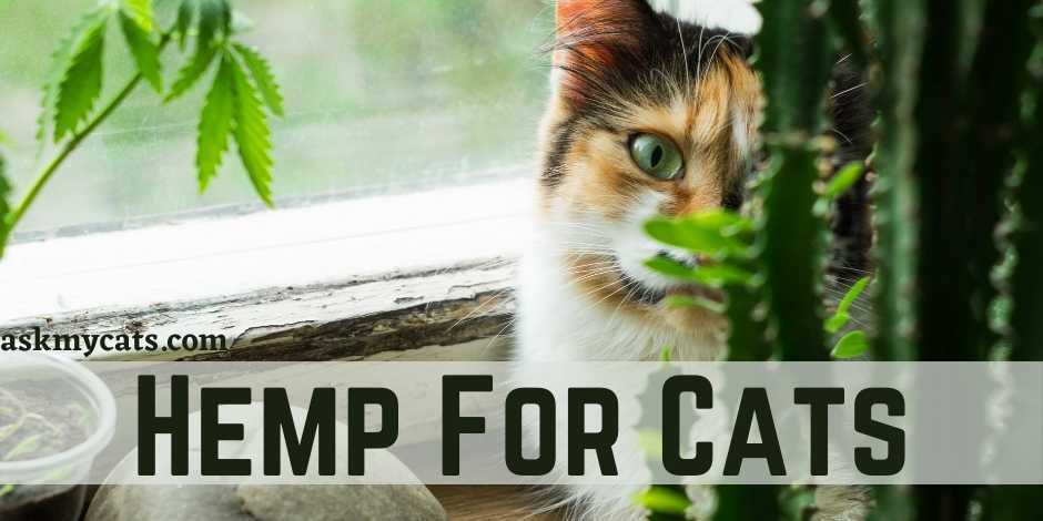 Hemp For Cats