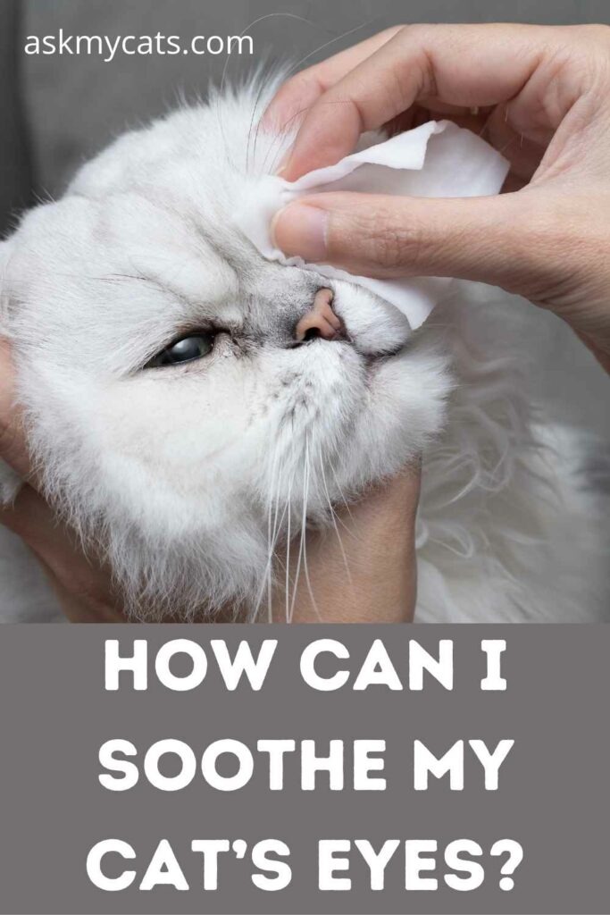 How Can I Soothe My Cat’s Eyes?