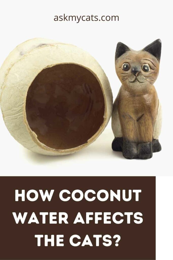 How Coconut Water Affects The Cats?