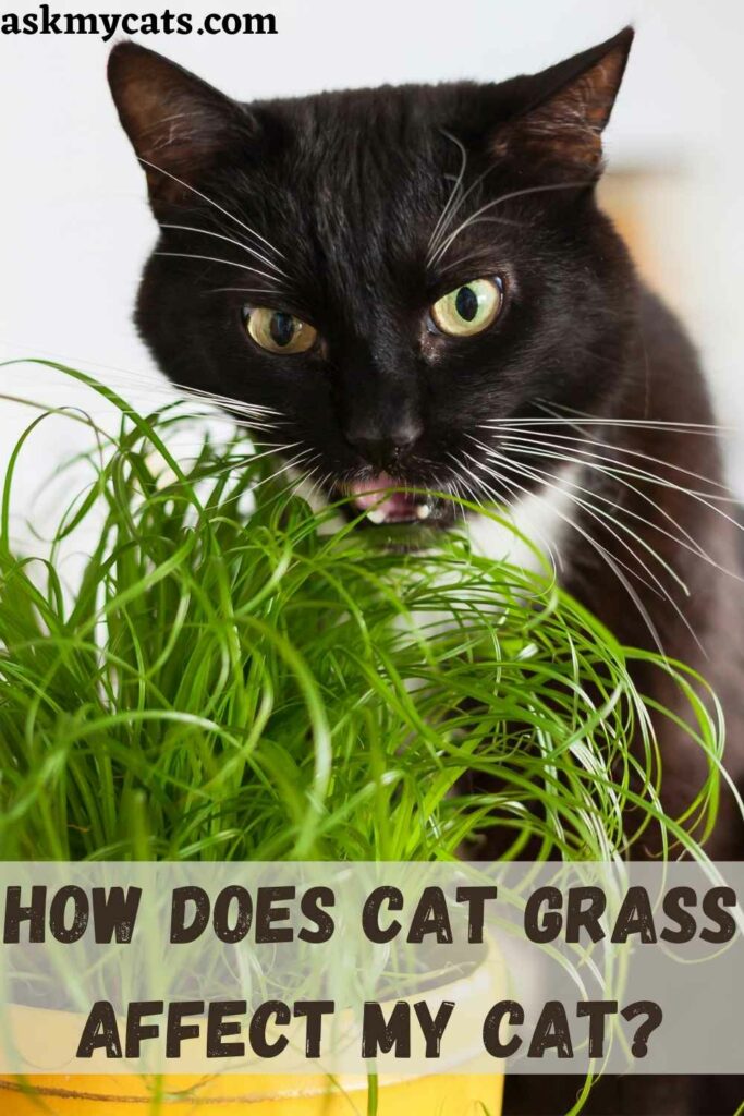 How Does Cat Grass Affect My Cat?