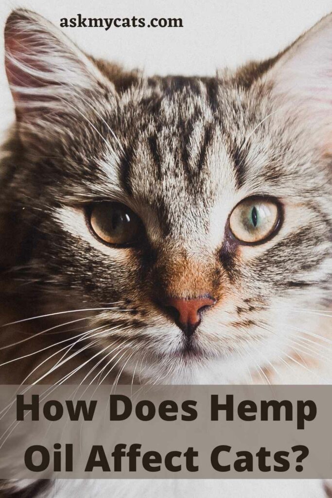 How Does Hemp Oil Affect Cats?