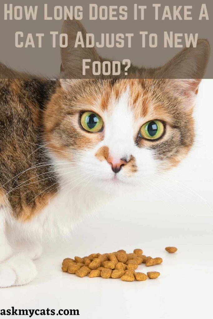 How Long Does It Take A Cat To Adjust To New Food?