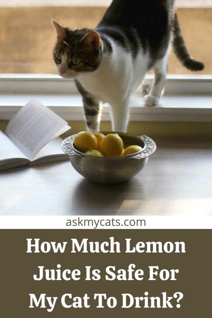 How Much Lemon Juice Is Safe For My Cat To Drink?