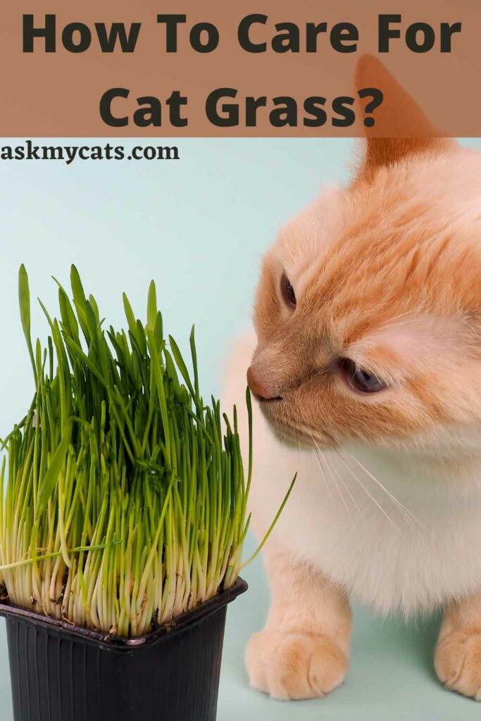 How To Care For Cat Grass?