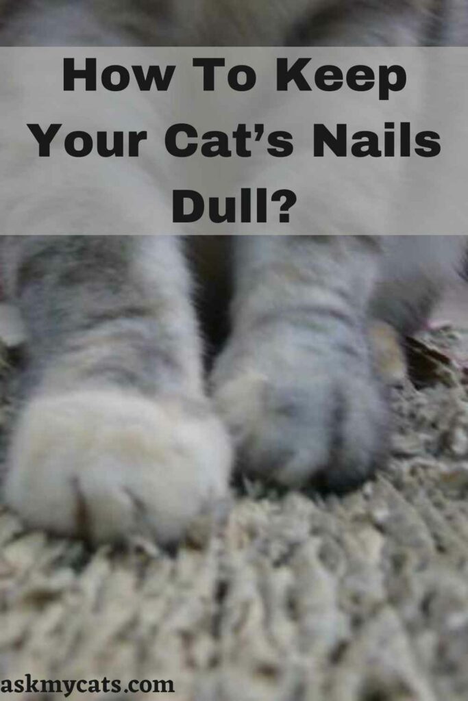 How To Keep Your Cat’s Nails Dull?