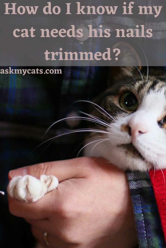 How do I know if my cat needs his nails trimmed?