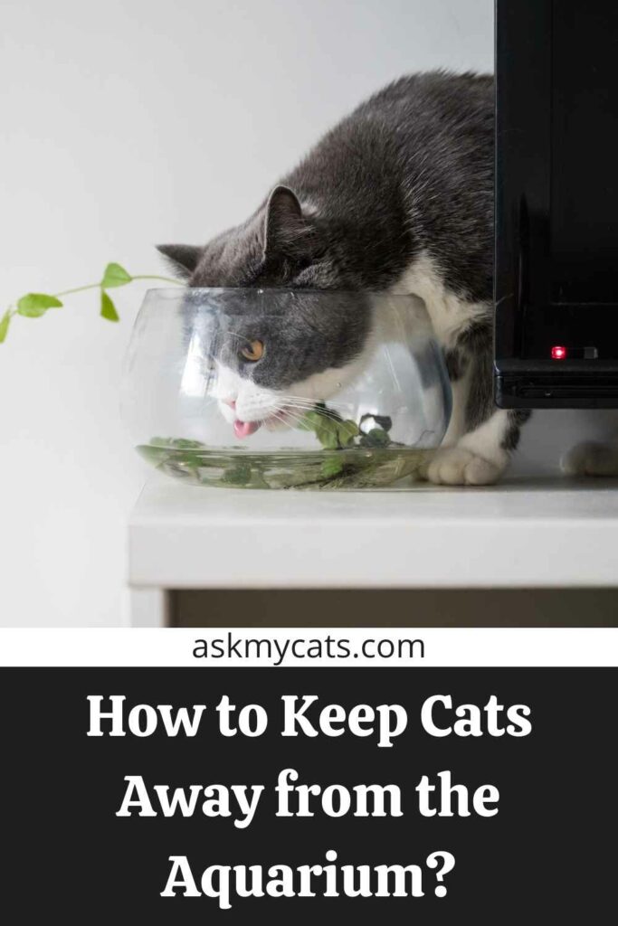 How to Keep Cats Away from the Aquarium?