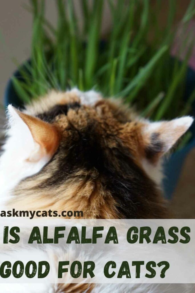 Is Alfalfa Grass Good For Cats?       