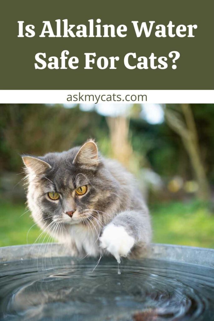 Is Alkaline Water Safe For Cats?