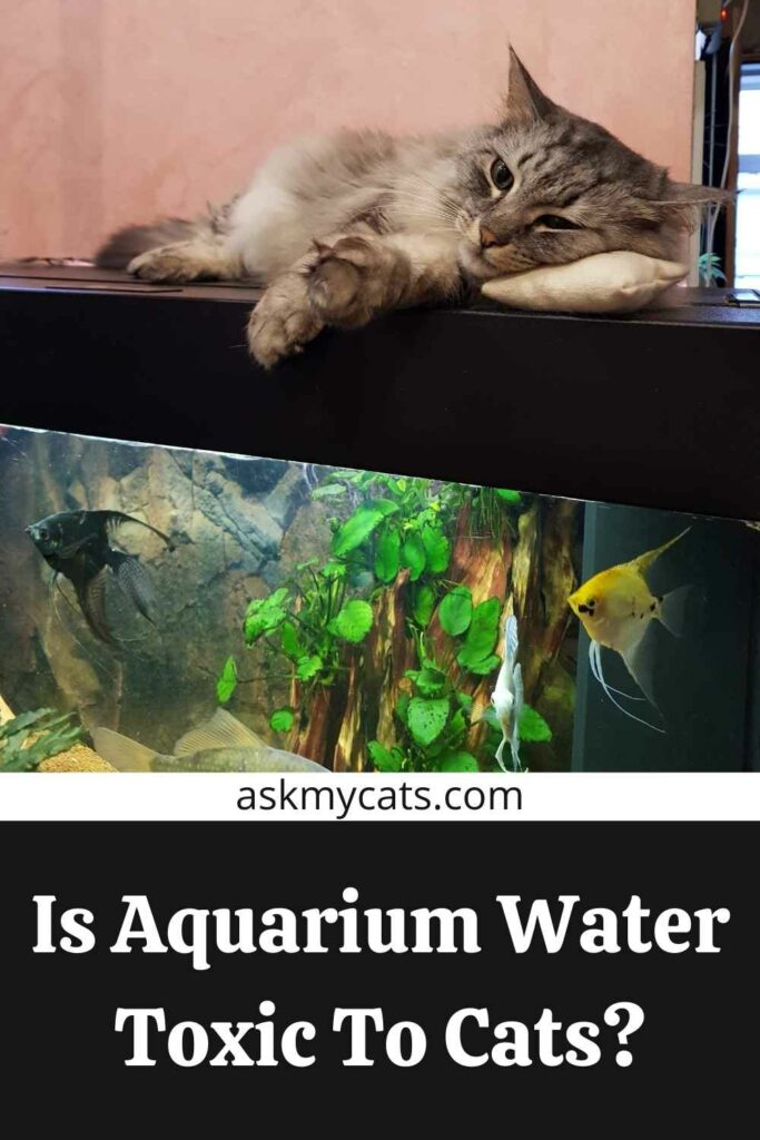 Is Aquarium Water Toxic To Cats?