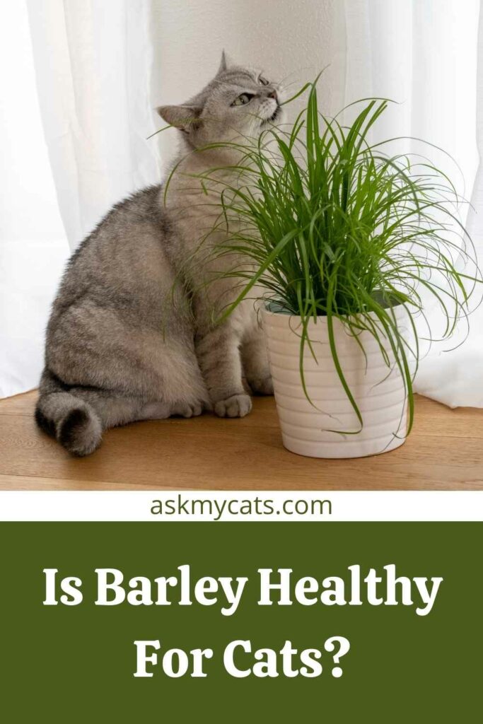 Is Barley Healthy For Cats?