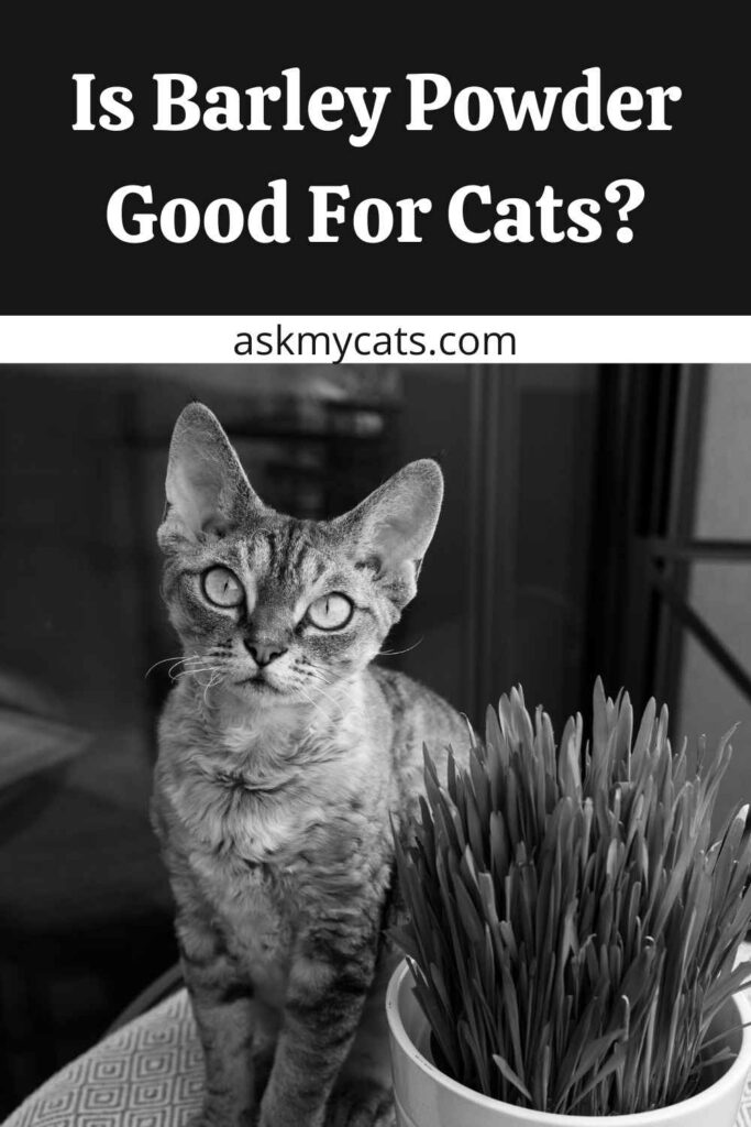 Is Barley Powder Good For Cats?