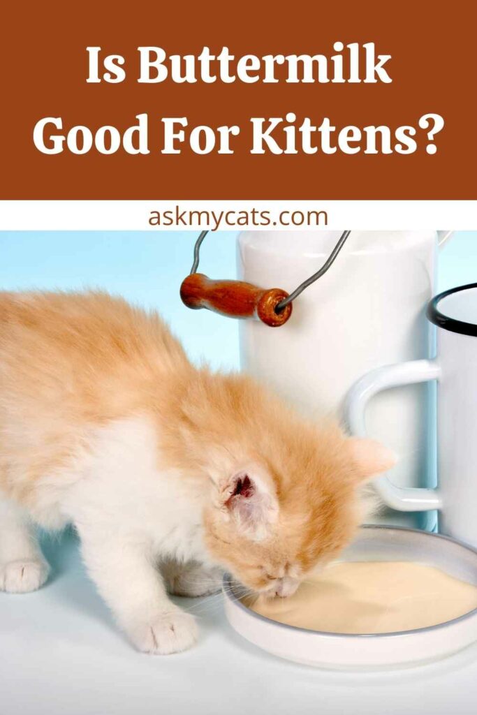 Is Buttermilk Good For Kittens?