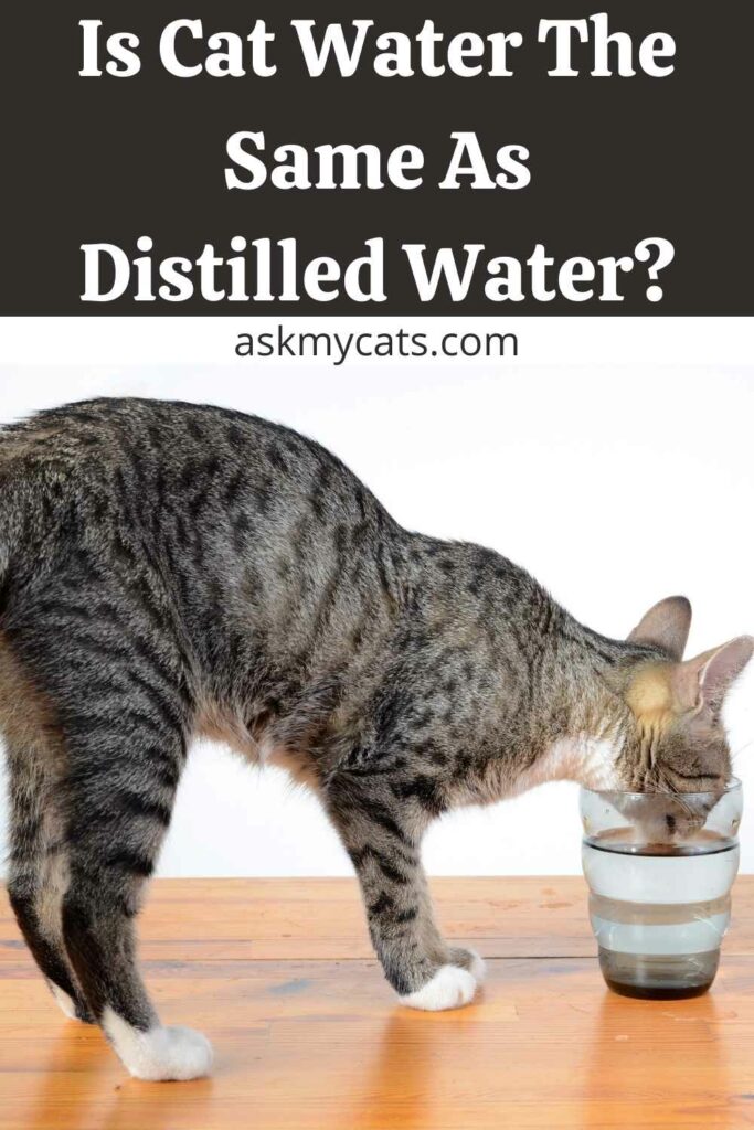 Is Cat Water The Same As Distilled Water?