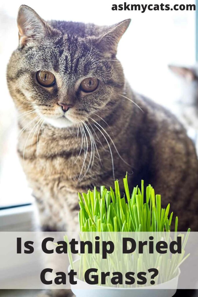 Is Catnip Dried Cat Grass?