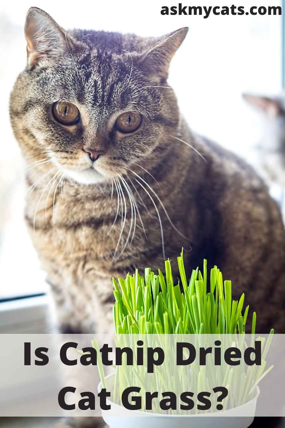 Cat Grass Vs Catnip: Which One Is Better For Cat
