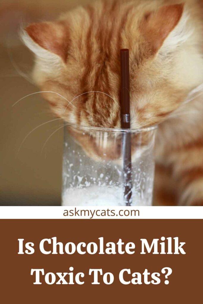 Is chocolate milk discount bad for cats