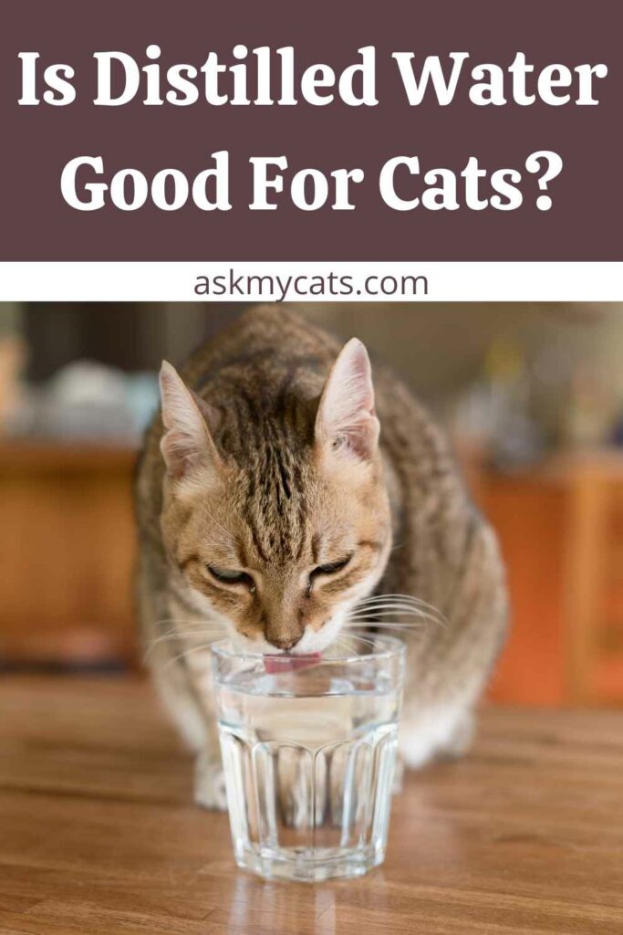 Is Distilled Water Good For Cats?