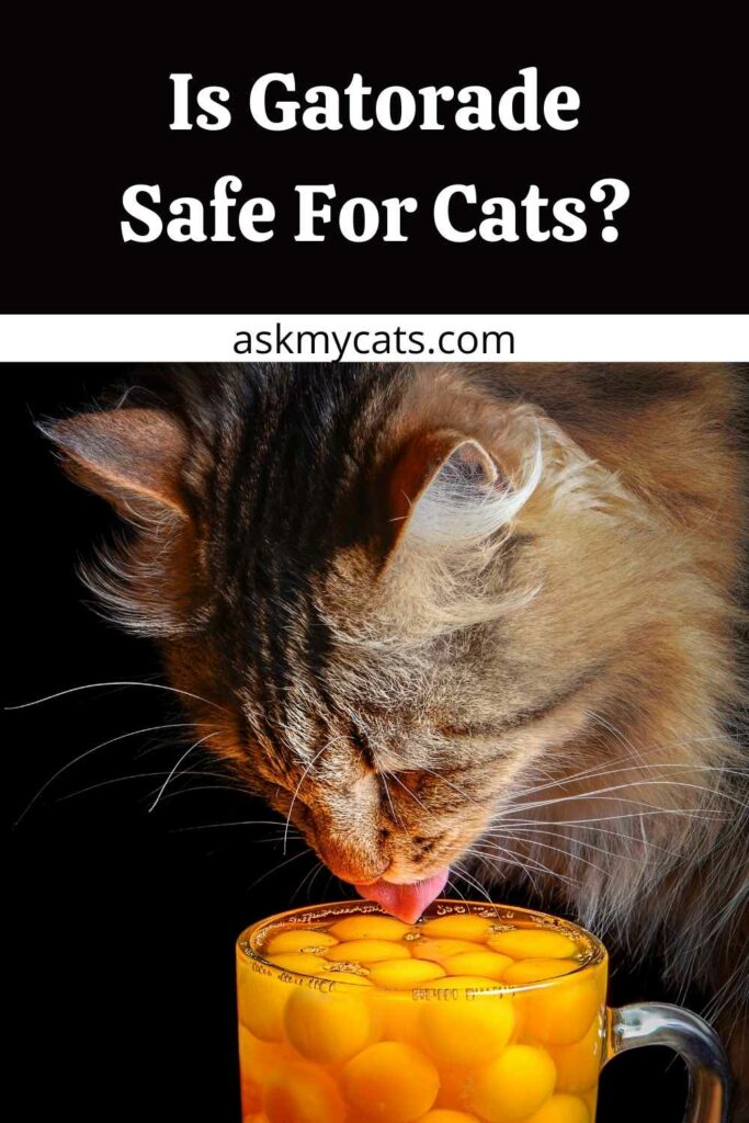 Is Gatorade Safe For Cats?