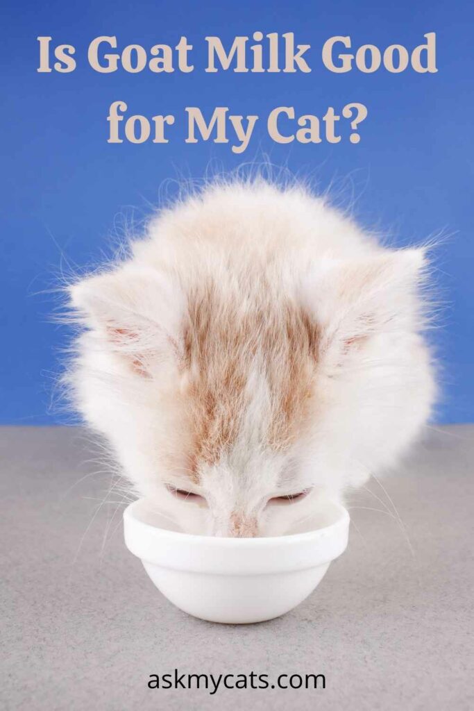 Is Goat Milk Good for My Cat?