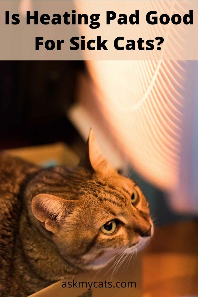 Are Heating Pads Safe For Cats? Do They Provide Enough Comfort?