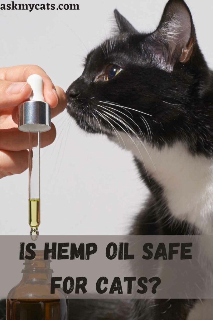 Is Hemp Oil Safe For Cats?