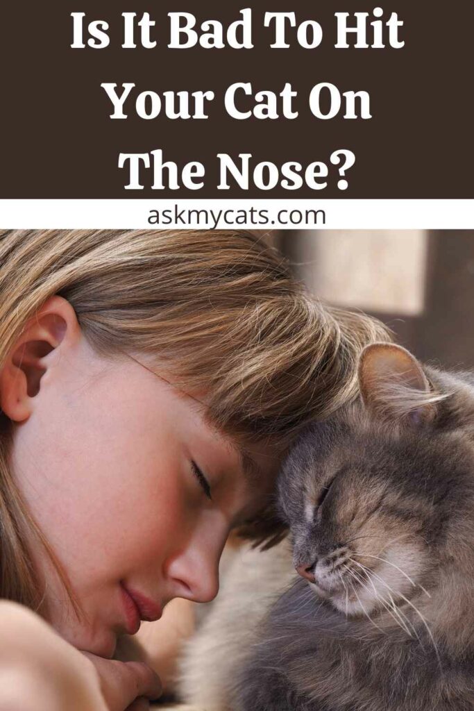 Is It Bad To Hit Your Cat On The Nose?