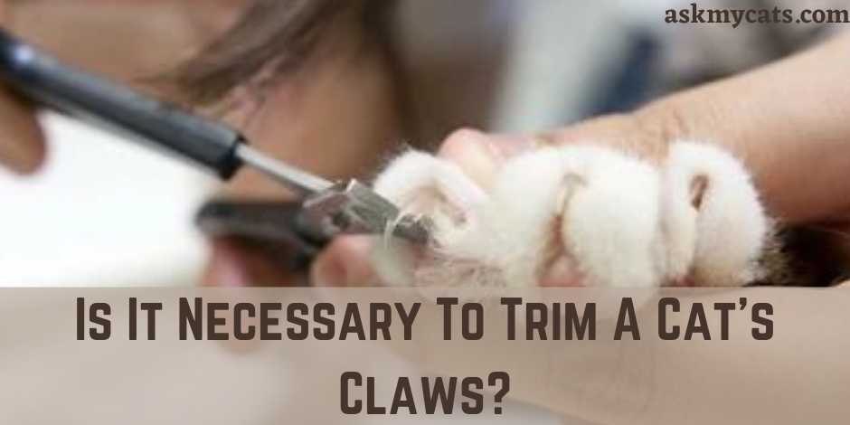 Is It Necessary To Trim A Cat's Claws?