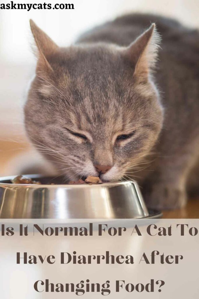 Is It Normal For A Cat To Have Diarrhea After Changing Food?