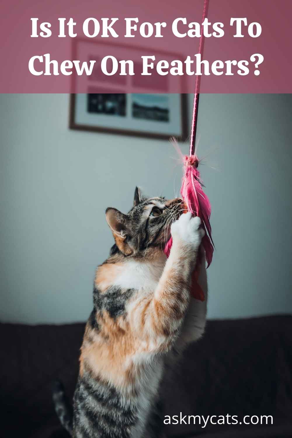 Have Your Cat Ate Feather? Risks To Be Aware Of!