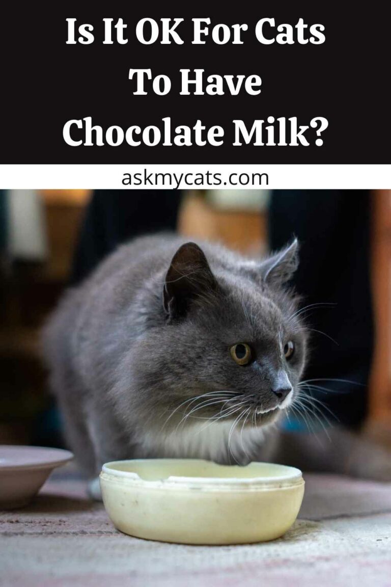 Can Cats Drink Chocolate Milk? Is Chocolate Milk Bad For Cats?
