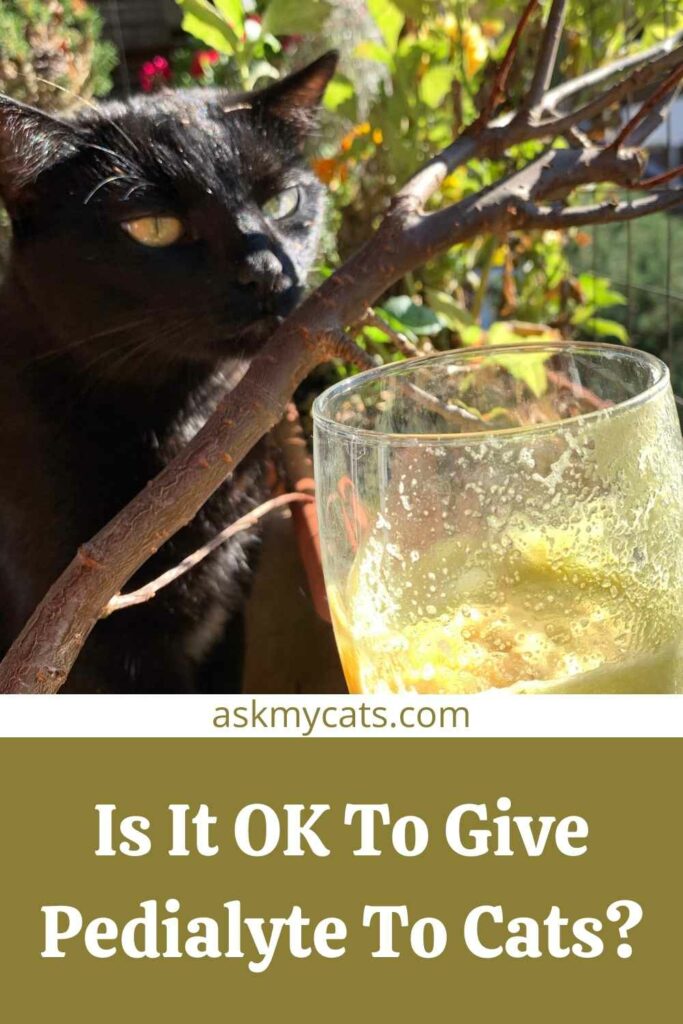 Is It OK To Give Pedialyte To Cats?