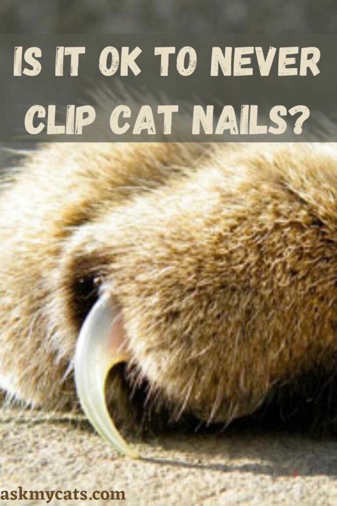 Is It OK To Never Clip Cat Nails?