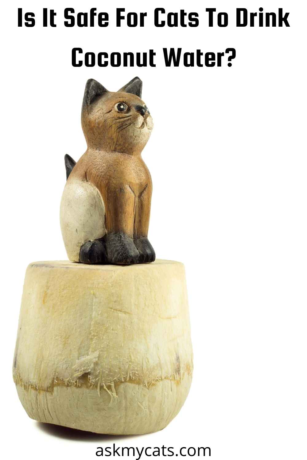 Can Cats Drink Coconut Water? Is It Safe For Them?