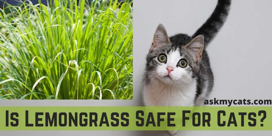 Is Lemongrass Safe For Cats?