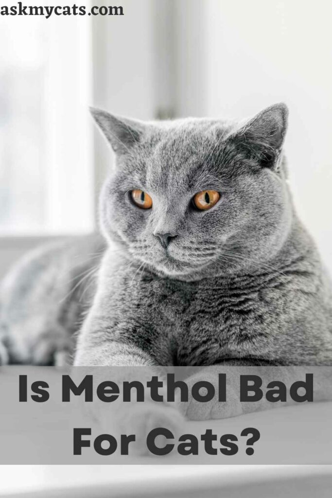 Is Menthol Bad For Cats?