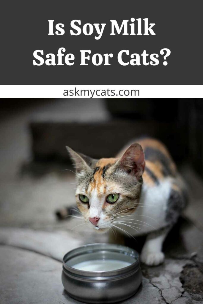 Is Soy Milk Safe For Cats?