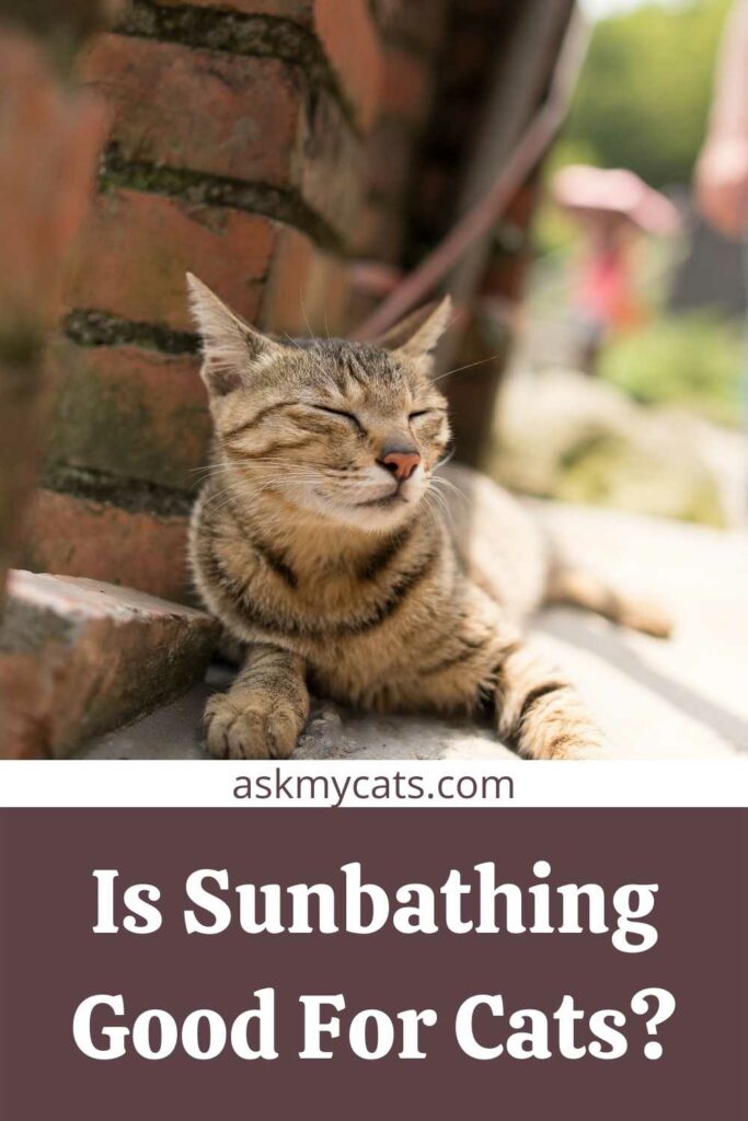 Is Sunbathing Good For Cats?