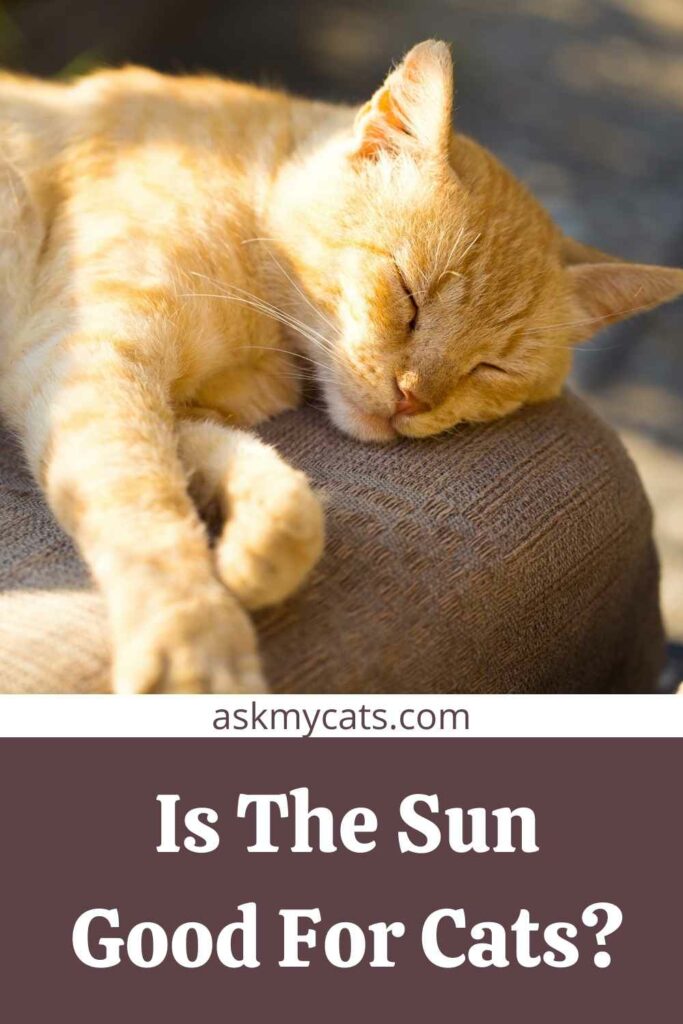 Is The Sun Good For Cats?