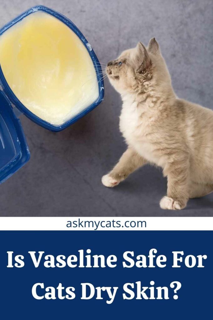 Is Vaseline Safe For Cats Dry Skin?